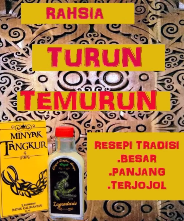 minyak tangkur buaya asli